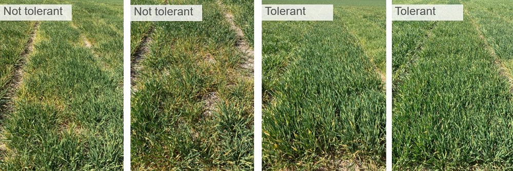 RL trial plots for winter barley showing BYDV tolerant and susceptible varieties